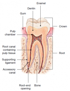 root canal treatment amman jordan