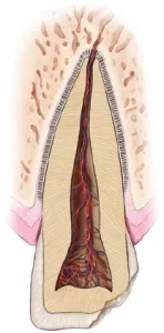 الأسنان المتكسرة