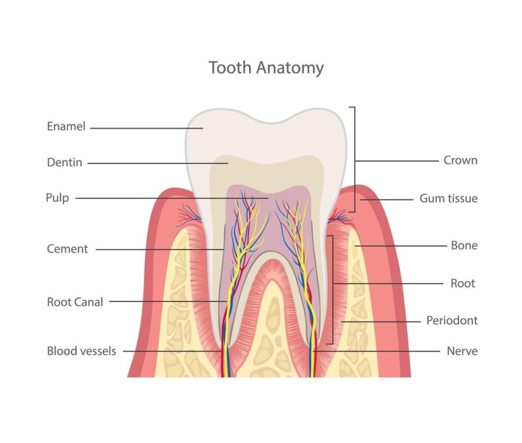 tooth structure anatomy of teeth